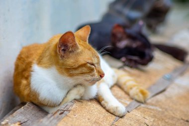 Yerli kızıl ve beyaz kedi tahta bir yüzeyde huzur içinde uyuyorlar.