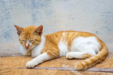 Yerli kızıl ve beyaz kedi tahta bir yüzeyde huzur içinde uyuyorlar.