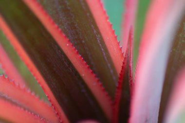 Makro çeşitlendirilmiş Ananas Yaprağı. Keskin çeşitlilikte kırmızı kenarlı ananas yapraklarının aşırı yakın çekimi.