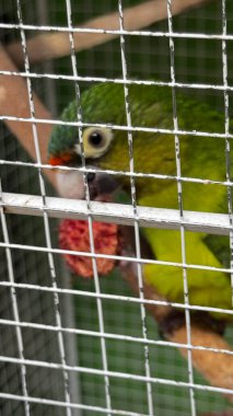 Kafesteki papağan, kafaya yakın çekim. odaklanmamış