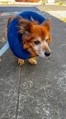 Mavi şişme yakalı küçük bir köpek, anlamlı gözlerle yukarı bakıyor. Hayvan bakımı, veteriner tedavisi ve evcil hayvan aksesuarlarının fotoğrafı..