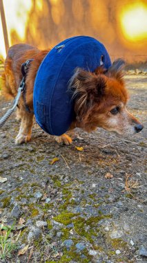 Mavi şişme yakalı küçük bir köpek, anlamlı gözlerle yukarı bakıyor. Hayvan bakımı, veteriner tedavisi ve evcil hayvan aksesuarlarının fotoğrafı..