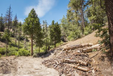 Büyük ayı Gölü orman