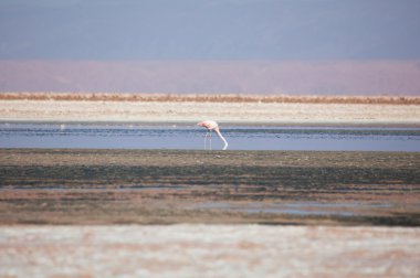 Gölde pembe flamingo