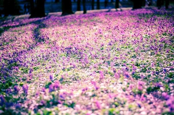 Kwitnący łąka w parku Obrazy Stockowe bez tantiem