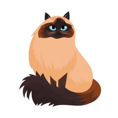 Himalaya kedisi. İzole edilmiş arkaplan ile düz vektör clipart illüstrasyonu.