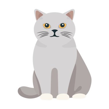 İngiliz Shorthair kedisi. İzole edilmiş arkaplan ile düz vektör clipart illüstrasyonu.