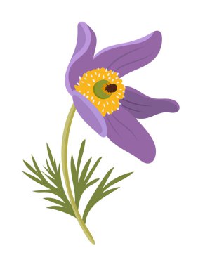 Paska çiçeği. İzole edilmiş arkaplan ile düz vektör clipart illüstrasyonu.