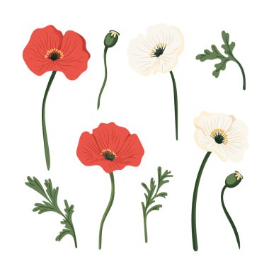 Gelincik çiçeği. Düz vektör clipart, izole edilmiş arkaplan ile illüstrasyon.