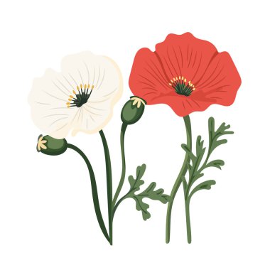 Gelincik çiçeği. Düz vektör clipart, izole edilmiş arkaplan ile illüstrasyon.