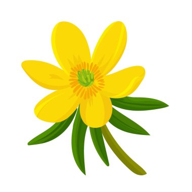 Eranbu hyemalis çiçeği. Düz vektör clipart, izole edilmiş arkaplan ile illüstrasyon.