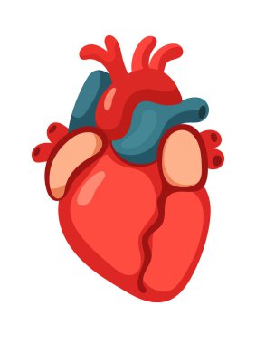 Anatomik kalp. Düz vektör clipart, izole edilmiş arkaplan ile illüstrasyon.
