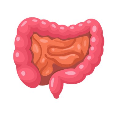 Anatomik bağırsaklar. Düz vektör clipart, izole edilmiş arkaplan ile illüstrasyon.