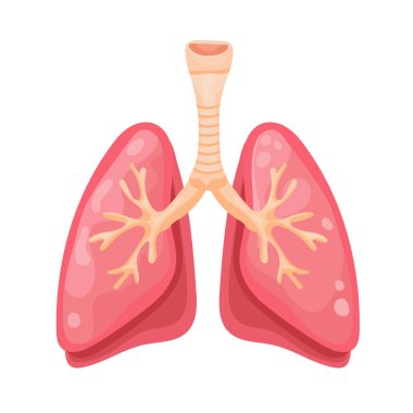 Anatomik akciğerler. Düz vektör clipart, izole edilmiş arkaplan ile illüstrasyon.