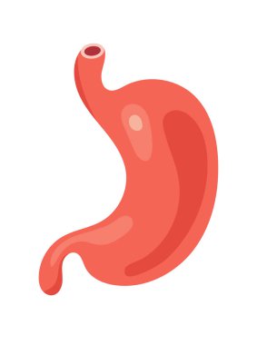 Anatomik mide. Düz vektör clipart, izole edilmiş arkaplan ile illüstrasyon.
