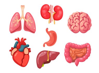 Anatomik iç organlar. Düz vektör clipart, izole edilmiş arkaplan ile illüstrasyon.