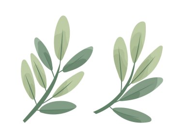 Yumuşak yeşil yapraklı minimalist dal düz vektör tarzında, beyaz arka planda izole. Zarif botanik çizimi. Düz vektör clipart, izole edilmiş arkaplan ile illüstrasyon.