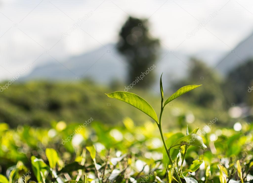 Closeup of tea bud on the background of tea plantation in Ella, Sri Lanka