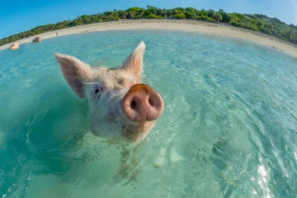 Feliz cerdo nadador — Foto de Stock