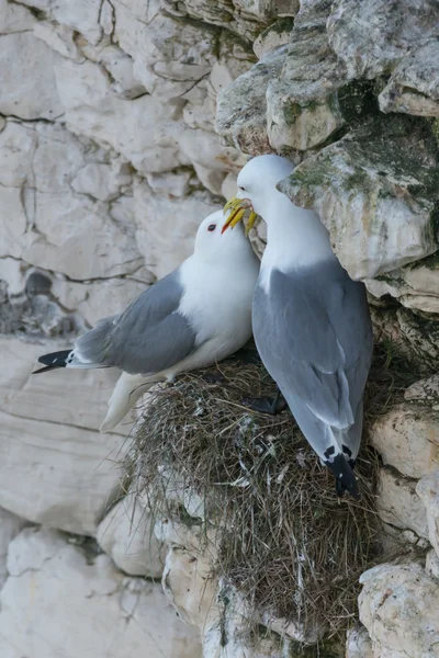 Kittiwake par no ninho de penhasco — Fotografia de Stock