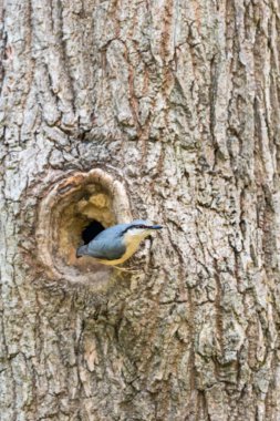 Nest ağacında sıvacı kuşu