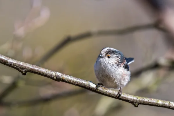 Long-tailed tit perching on a twig — Φωτογραφία Αρχείου