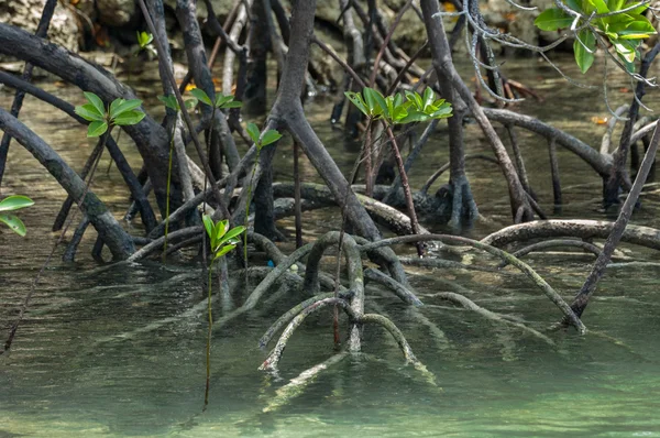 Nuova crescita delle foglie di mangrovia — Foto Stock