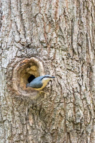 Nötväcka på nest i träd — Stockfoto