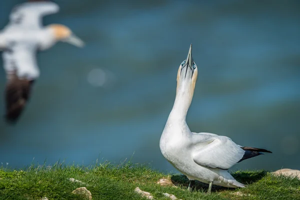 Gannet sky pointing — Stock Photo, Image