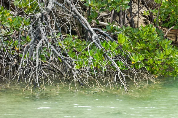 Stand consolidato di piante di mangrovie — Foto Stock