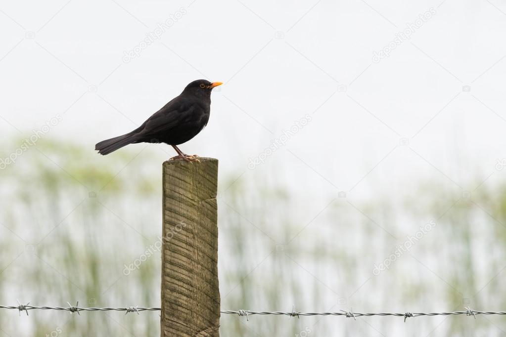Blackbird on barbed wire fence post