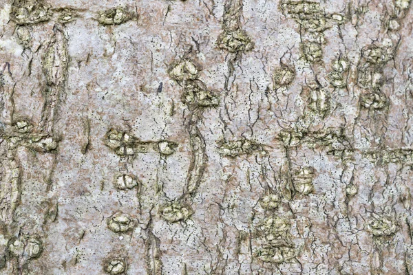 Holly tree bark texture