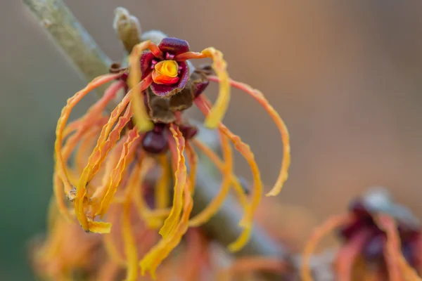 Witch hazel bursts with colour in winter — Stock Photo, Image