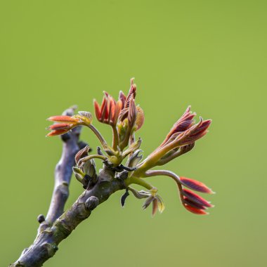Ağaç yaprakları ilkbaharda açma