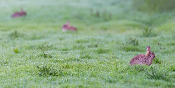 Bahar çayırda üç tavşan