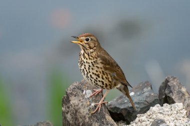 Song thrush singing in Spring clipart