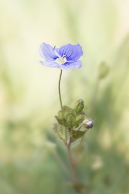 Speedwell çiçek yumuşak ışık