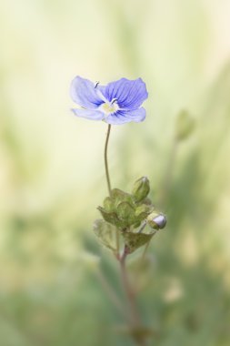 Speedwell flower in soft light clipart