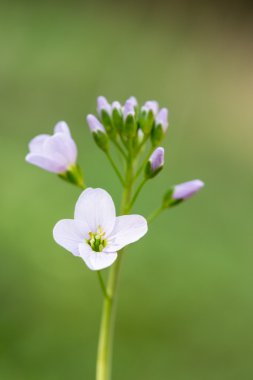 Cuckooflower açık bahar