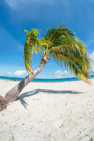 Lehnende Palme am tropischen Strand — Stockfoto