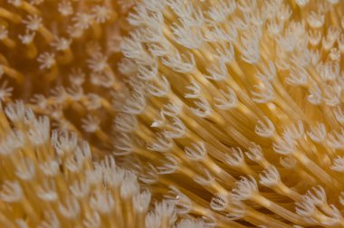 Xenia doku arka plan