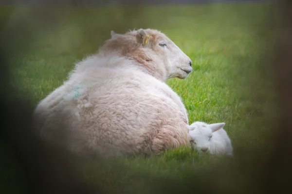 Mutter mit schlafendem Lamm — Stockfoto