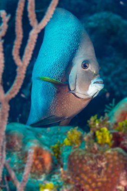 Gri Angelfish portait