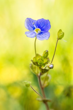 Speedwell çiçek bahar