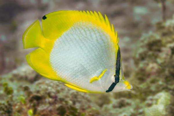 Spotfin butterflyfish Bahamalar