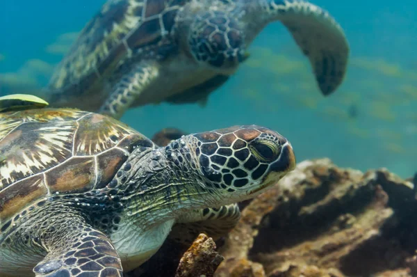 Dos tortugas marinas verdes bajo el agua — Foto de Stock