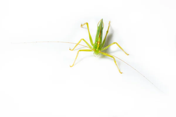 Oak Bush-cricket with long antennae — Stock Photo, Image