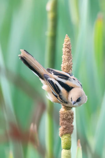 A young female bearded tit at Rainham Marshes — Stockfoto