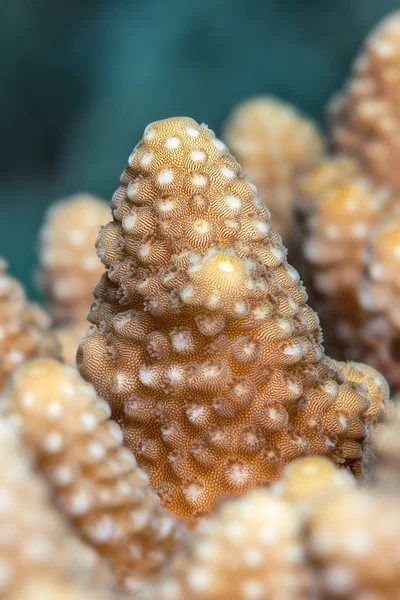 Hexacorais humilis coral closeup — Fotografia de Stock