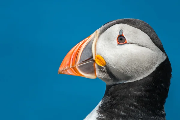 Puffin head portrait Royalty Free Stock Photos